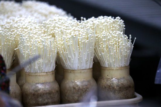 重庆万盛：发展蘑菇产业 打造宜居宜业“靓”乡村