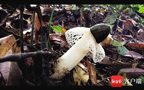 《秘境寻踪》第<em>十二集</em>：奇妙的蘑法世界