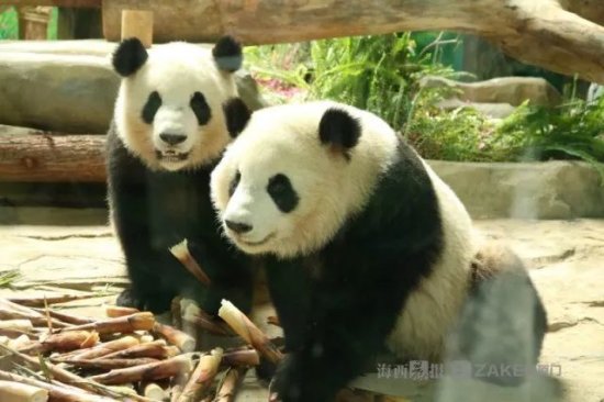 萌图，慎点！大熊猫双胞胎正式与厦门市民见面！它们还有<em>好听的</em>...