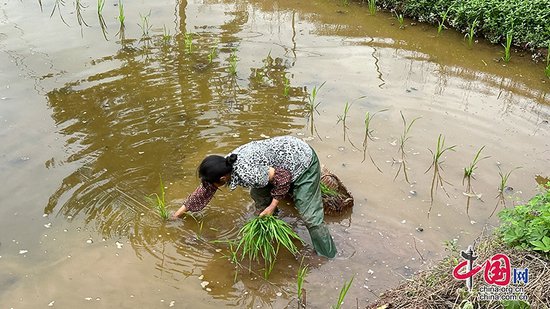 自贡市沿滩区春耕时节呈现繁忙景象 水稻高粱播种助力乡村振兴