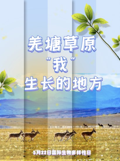 新华全媒+｜这里是羌塘草原——探秘西藏北部的“野生动物乐园”