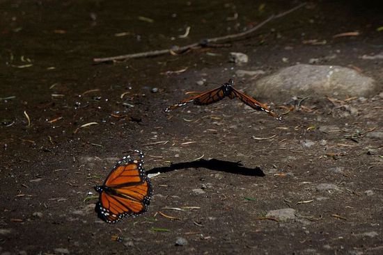 在墨西哥越冬的一种濒危蝴蝶数量锐减