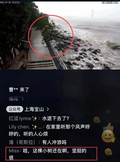 台风“烟花”逼近上海，上海宝山这棵“树坚强”火了！