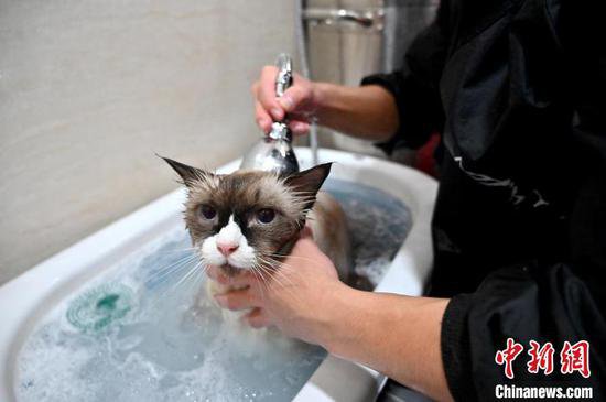 南宁“上门洗猫”服务需求旺 萌宠居家享受“SPA”