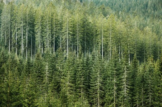 连续5年增长 国内天然林资源超29亿亩