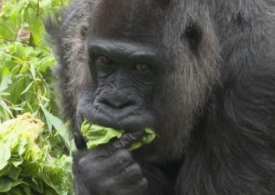 <em>德媒</em>：“世界最老大猩猩”迎67岁生日，柏林动物园为其庆生