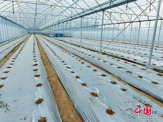 自贡市贡井区扎实开展春耕备耕工作 科技助力农业生产提质增效