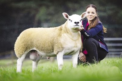 “<em>世界上最贵的羊</em>”诞生
