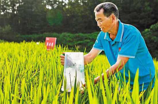 创新推出“<em>私人</em>订制” 2万亩水稻未产先销