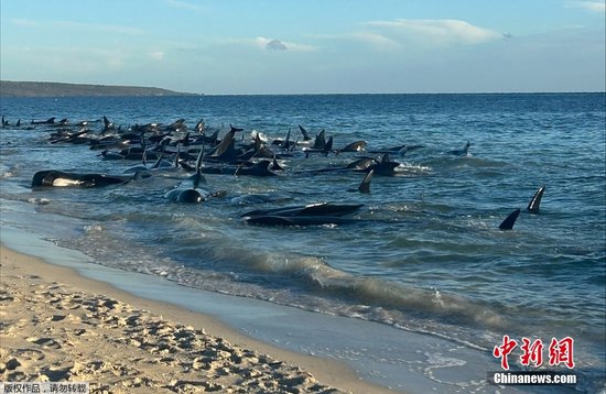 <em>澳大利亚</em>数十头鲸鱼搁浅海滩