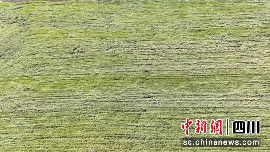 石渠县：生态治理绿了草原富了村民