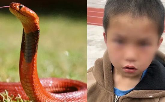 小孩哥抓蛇带到学校当宠物 谈到蛇被<em>打死</em>眼泪直打转