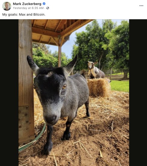Facebook CEO扎克伯格给宠物羊取名“<em>比特币</em>”