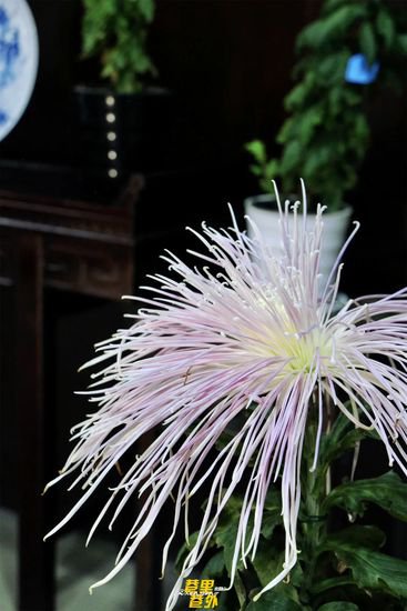 北固山的菊花展真的很好拍，你永远可以相信古诗里的审美！