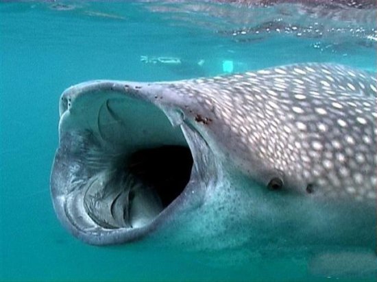 地球上最大的鲨鱼, 体长达20米重25吨, 惨遭人类大肆捕杀