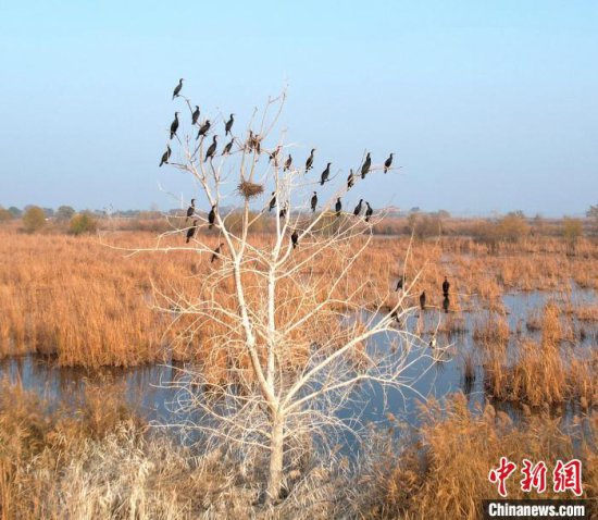 大批鸬鹚在“京津冀最美湿地”河北衡水湖“安家落户”