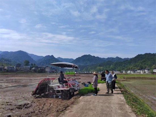 重庆奉节：17万亩水稻插秧工作全面展开 机械化助力提升<em>种植</em>效率