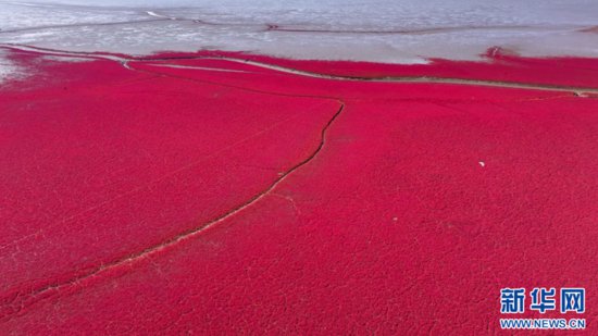 云瞰盘锦<em>红海滩</em>：一望无际的“红色海洋”