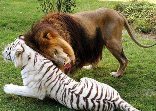 狮子跟老虎为何从来不吃熊猫？网友：也不看熊猫祖先叫<em>什么名字</em>