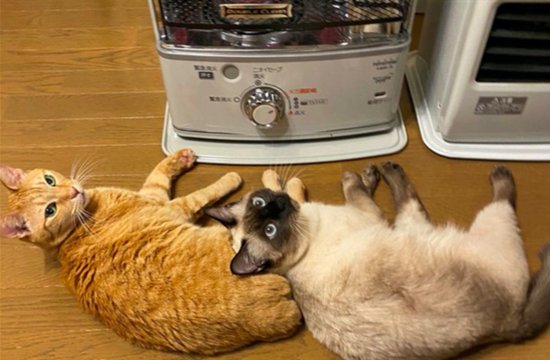 主人关掉了暖炉，2只<em>猫的</em>表情过于现实了：你<em>什么意思</em>啊？