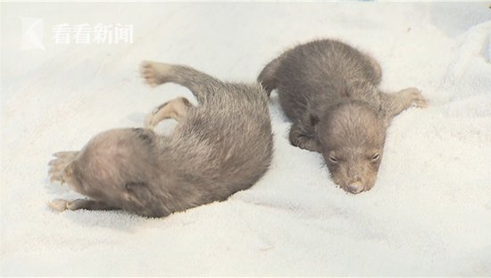 视频｜动物宝宝扎堆出生 上海野生动物园发起“征名”