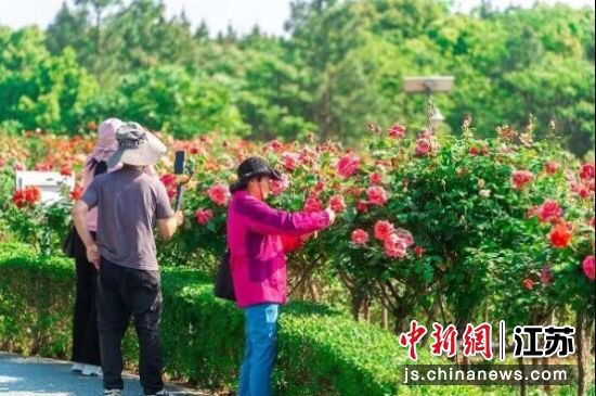 第十届南京玫瑰园游园会在溧水区举行