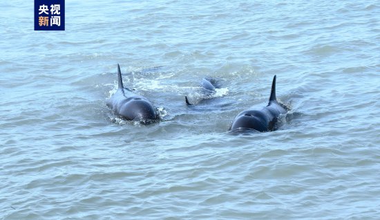 画面<em>温馨</em>！约60只海豚在海警舰艇附近跳跃嬉戏