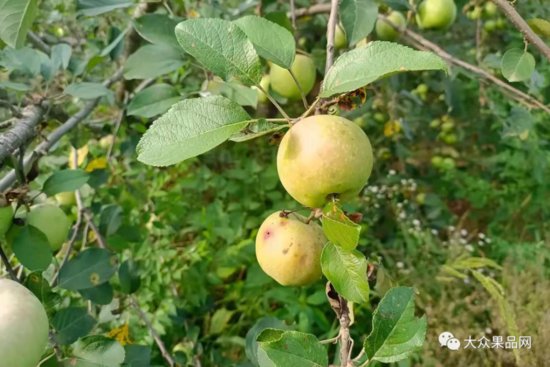 不套袋苹果倒进沟<em>里去了</em>，水果皮是水果中最有营养价值的部分...