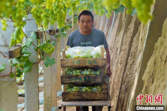 “中国设施葡萄之乡”河北饶阳11万亩葡萄陆续成熟