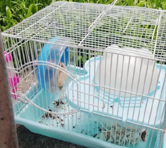 垃圾<em>堆</em>捡到一只被弃养的仓鼠，三个月后仓鼠变成了球，暖心