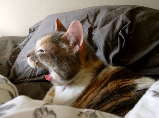 猫咪喜欢跟铲屎官“抢枕头”，<em>是什么意思</em>？
