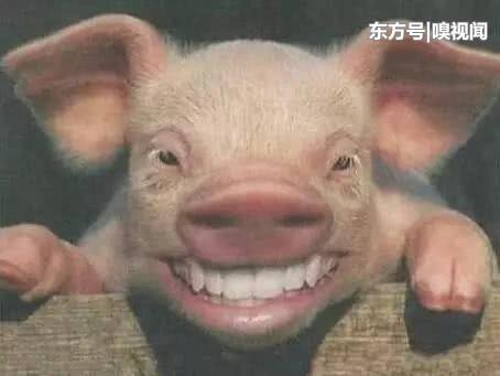 众所周知，明朝的国姓是朱，那明朝的人管“猪”叫什么？