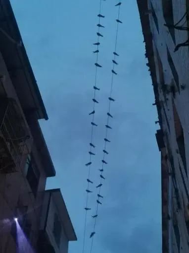 8根电线几乎站满，成千上万只燕子聚集在村庄上空，是<em>什么</em>原因？