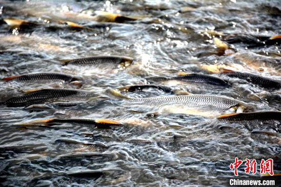 内蒙古达里湖迎来华子鱼洄游季生态奇观