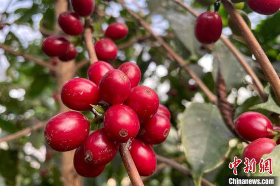 云南农业大学成功申报全国首个咖啡科学与工程专业
