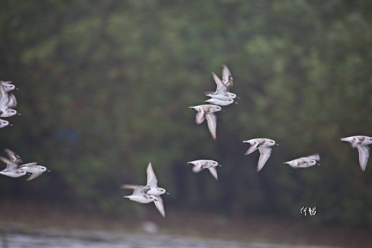 湛江湿地再次发现34只极度濒危鸟类勺嘴鹬