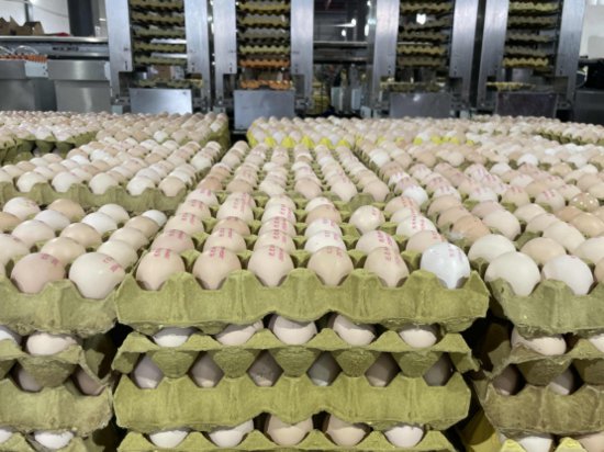 淘工厂<em>开始卖</em>鸡蛋：“湖北蛋王”率先加盟一天热销120万颗