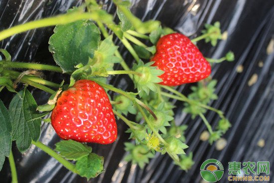 草莓<em>如何种植</em>？草莓高产的<em>种植</em>方法及管理