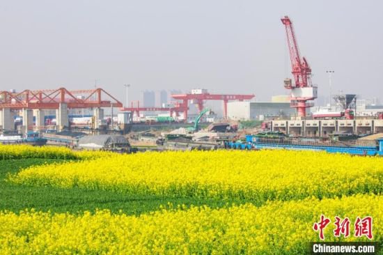 河南漯河：油菜花装扮出金色港口