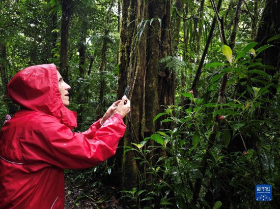 受气候变化影响的<em>哥斯达黎加</em>云雾森林