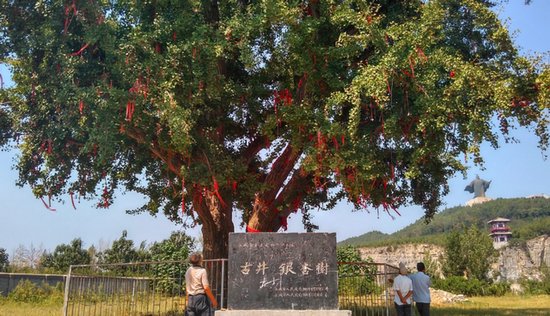 <em>商丘</em>最牛的六株古树，被当地人视为“神树”，树龄超过1000年