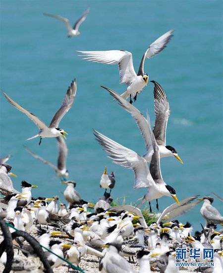 国际爱鸟日丨极度濒危的中华凤头燕鸥，有望摆脱灭绝命运？