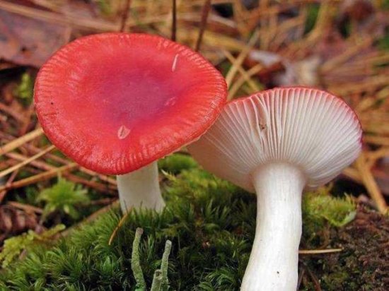 <em>什么</em>样的蘑菇有毒？