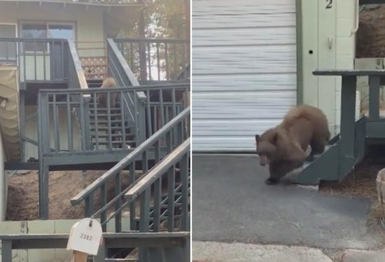 美国一头熊爬上居民家台阶找食物时被<em>两只狗</em>赶走