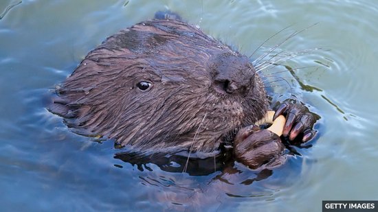 Reintroducing beavers to Scotland<em> 苏格兰</em>重新引入河狸