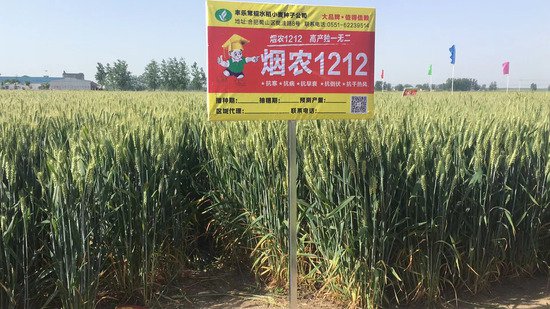 丰乐种业“烟农1212”被评选为2024年山西及山东农业生产主导...