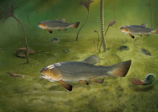 远古发现丨已知最原始的铰齿鱼“现身”：揭示凶猛雀鳝鱼类的...