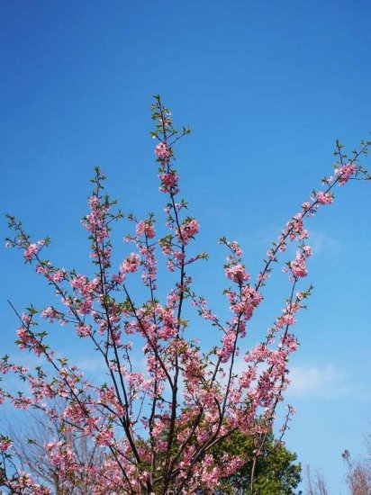 第一波樱花<em>开</em>了，<em>上海市区</em>最大赏樱胜地，一个春天看尽28种樱花