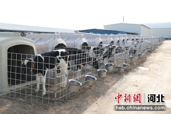 河北蠡县家庭牧场项目投产 预计年产合格鲜牛奶2.3万吨