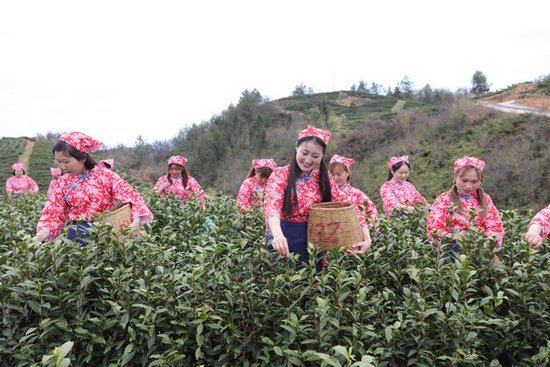 以茶为媒 文旅共富 四川万源吹响茶叶产业升级号角